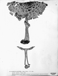 Agaricus rachodes image